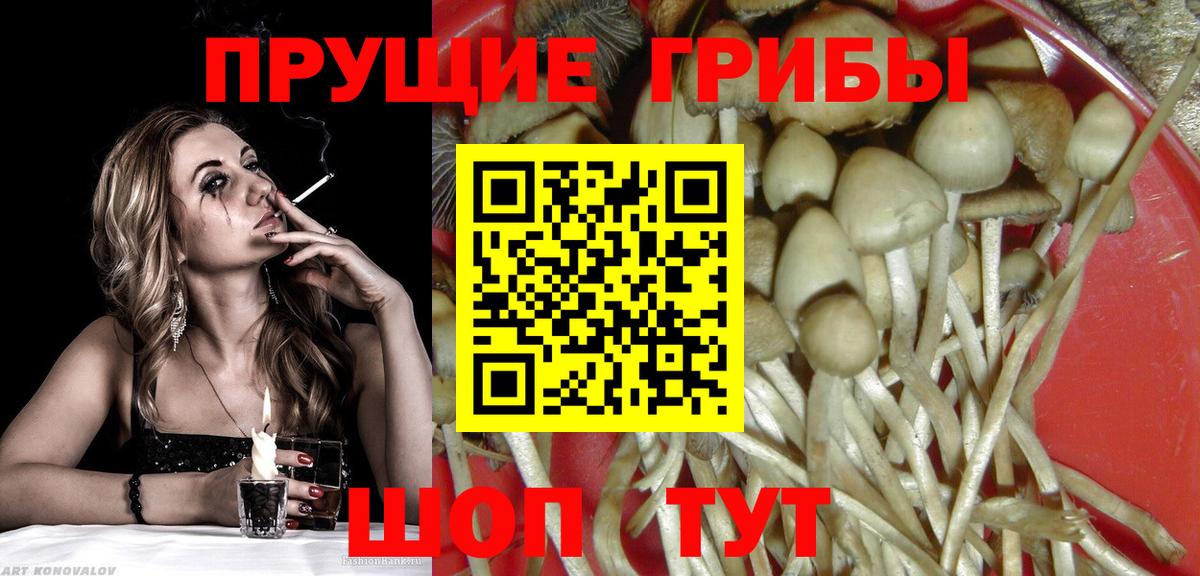 Славгород  Псилоцибиновые грибы Cubensis  Вход с VPN 