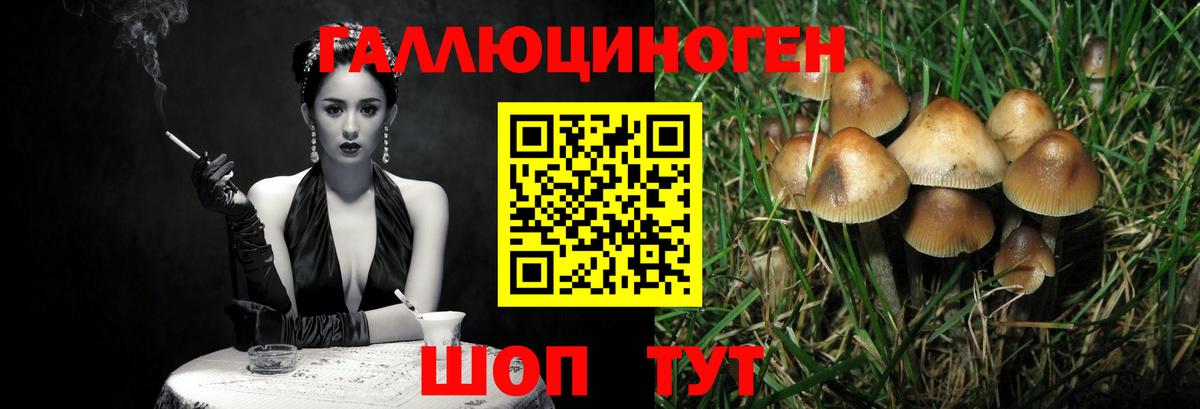 Галлюциногенные грибы Psilocybe Славгород